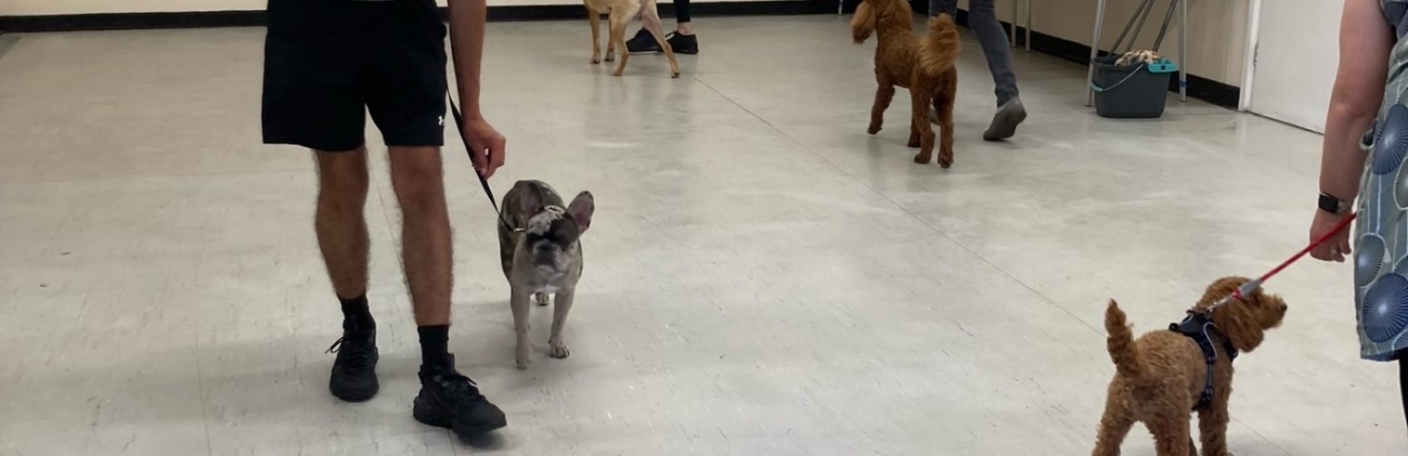 medway dog training club intake
